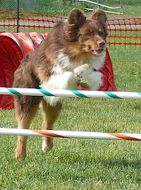 ASCNE-June-2008-Chigger-Ema