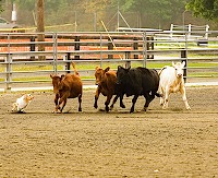 c_img_5818_1!102207173912-0bc33df3