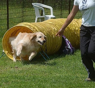 dog_show_165_web