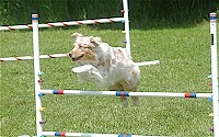 dog_show_184_web