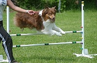 dog_show_242_web