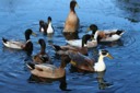Some of our ducks -1/07