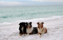 Voodoo, Tosca and Suede in Destin, FL - 2/07
