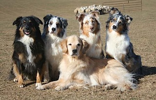 Punchline dogs