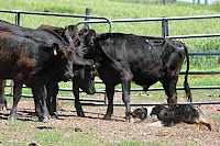 Raven grip front leg